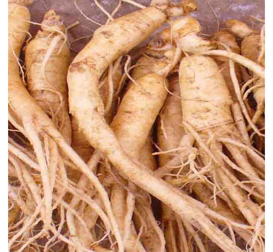 Fresh Ginseng Bulk Large 10LB