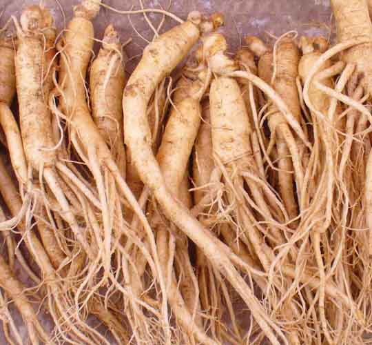 Fresh Ginseng Bulk Small 1LB